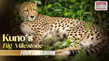 Kuno National Park: Indian-Born Cheetah KGP12 Gives Birth to 4 Cubs | Project Cheetah Milestone
