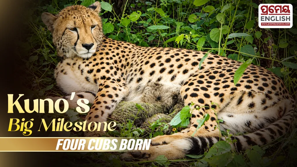 Kuno hits another milestone: Indian-born Cheetah KGP12 gives birth to four cubs 