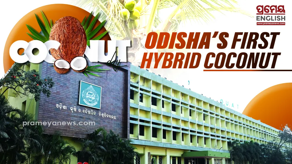 World Coconut Day: OUAT develops Odisha’s first Hybrid Coconut Variety ‘Konark’