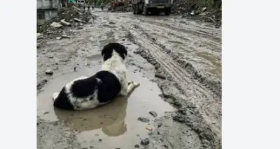 He still waits: Heartbreaking tale of a dog refusing to leave Nepal Flood Debris