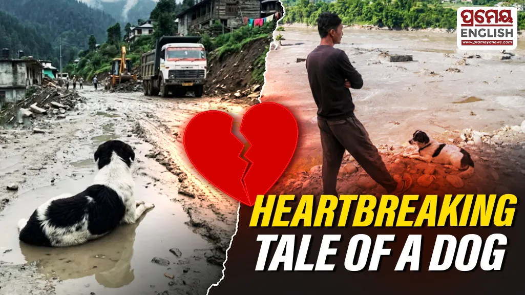 He still waits: Heartbreaking tale of a dog refusing to leave Nepal Flood Debris
