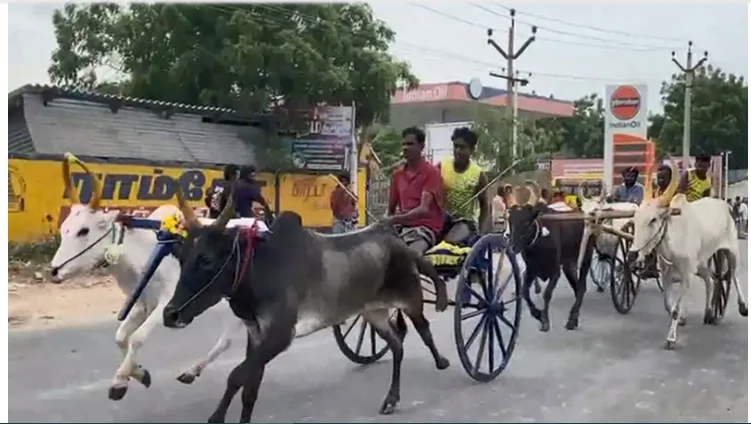 Bullock cart race draws crowds during Vinayagar Chaturthi celebrations in Thoothukudi