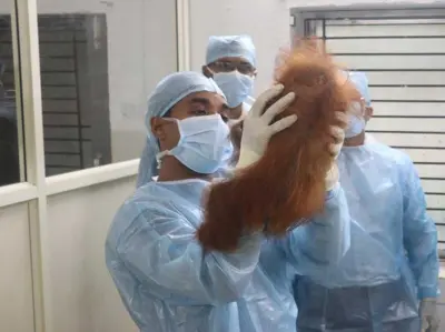 Odisha: 5 rescued orangutan babies stable at Nandankanan Zoo; expert panel advises diet upgrade