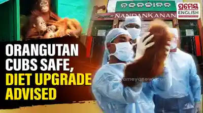 Odisha: 5 rescued orangutan babies stable at Nandankanan Zoo; expert panel advises diet upgrade