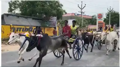Bullock cart race draws crowds during Vinayagar Chaturthi celebrations in Thoothukudi