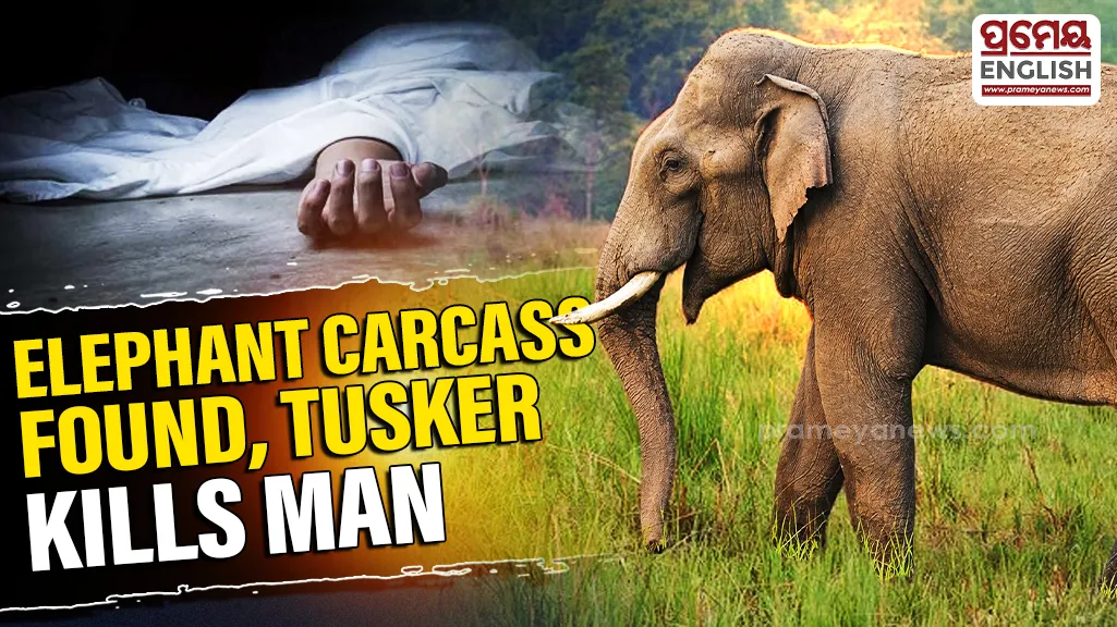 Odisha Elephant Attack: Elephant Carcass Found in Sundargarh Forest, Tusker Tramples Man to Death in Dhenkanal
