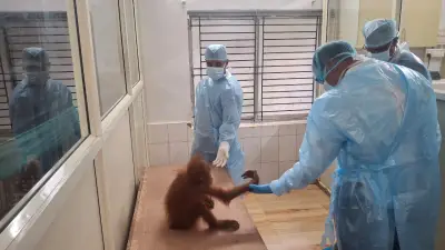 14 days in quarantine: Balasore-rescued Orangutan cubs show signs of recovery