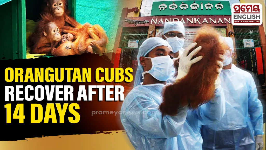 14 days in quarantine: Balasore-rescued Orangutan cubs show signs of recovery