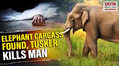 Elephant carcass recovered from Sundargarh forest; tusker kills man in Dhenkanal