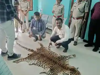 Odisha Vigilance seizes leopard skin; one held in Nuapada