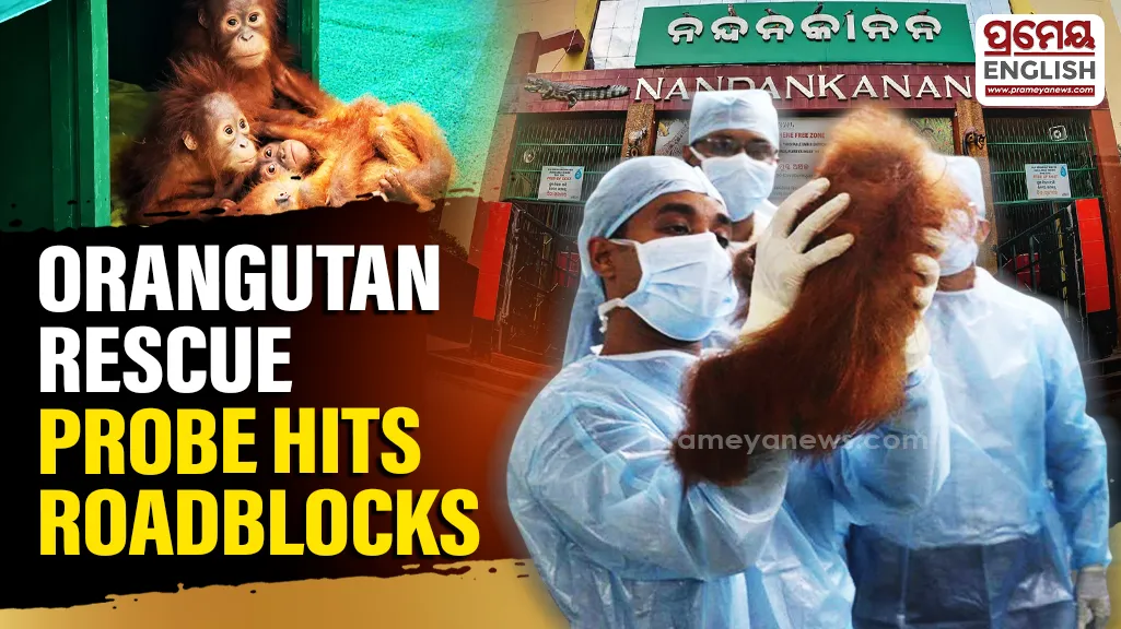 Odisha Orangutan smuggling case: Investigation hits roadblocks