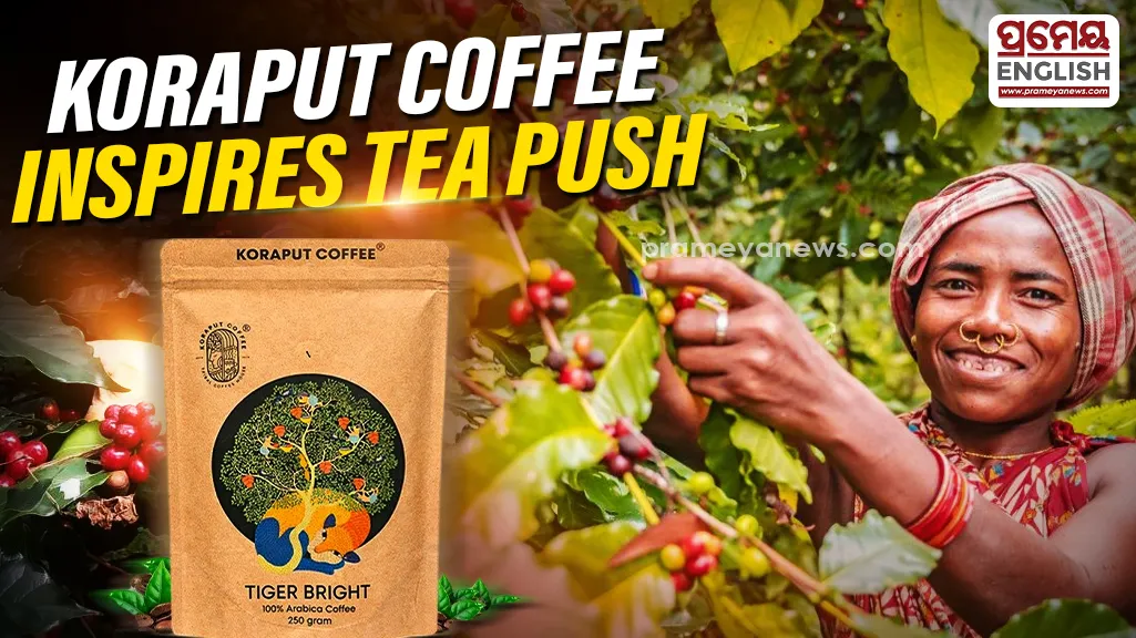 Koraput coffee inspires tea push in Odisha

