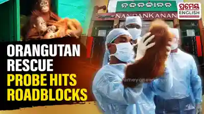 Odisha Orangutan smuggling case: Investigation hits roadblocks