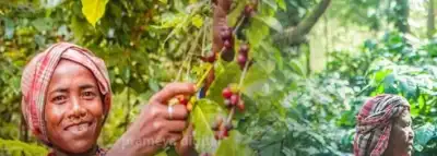 Koraput coffee inspires tea push in Odisha