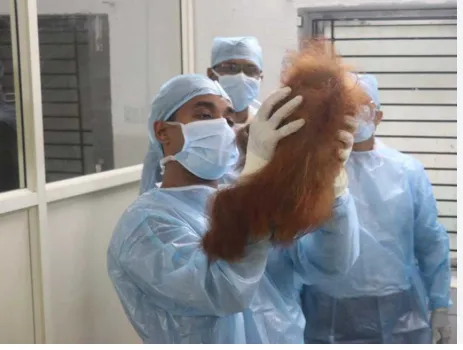 Playful and active, but one Orangutan struggles with low blood levels