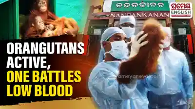 Playful and active, but one Orangutan struggles with low blood levels
