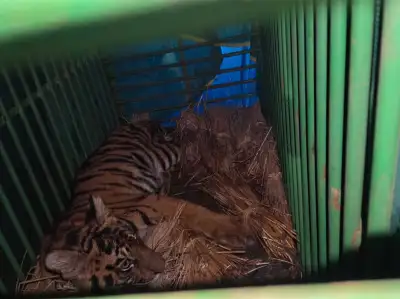 Tiger cub rescued from Mayurbhanj shows steady recovery after veterinary care