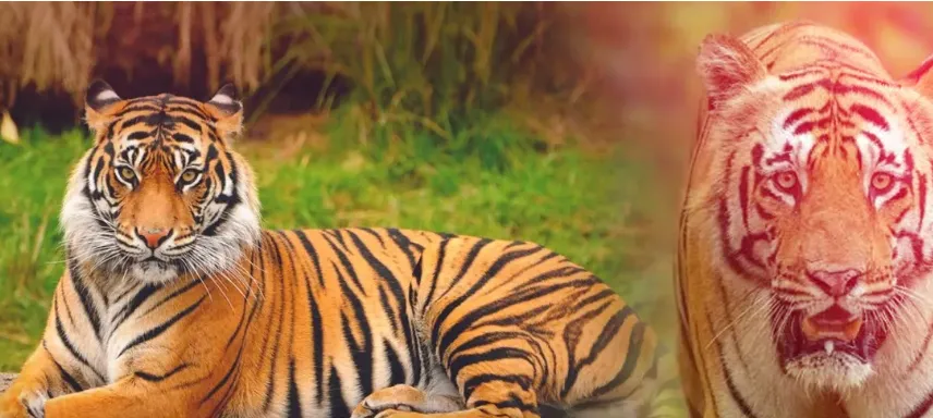 Three tigers from Madhya Pradesh likely to be translocated to Odisha