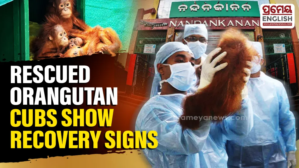 The five cubs were rescued from Balasore on the 8th and subsequently brought to Nandankanan. During blood tests conducted on the 17th, the cubs were found to be suffering from anaemia. They were administered the necessary injections to help improve their blood levels