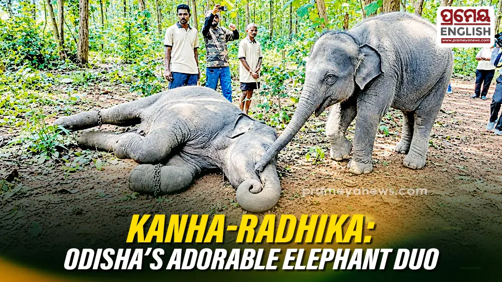 ‘Kanha-Radhika’: The elephant duo stealing hearts at Kumar Khunti