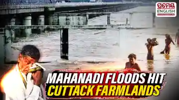 Mahanadi flood hits Cuttack farms, farmers face fresh losses