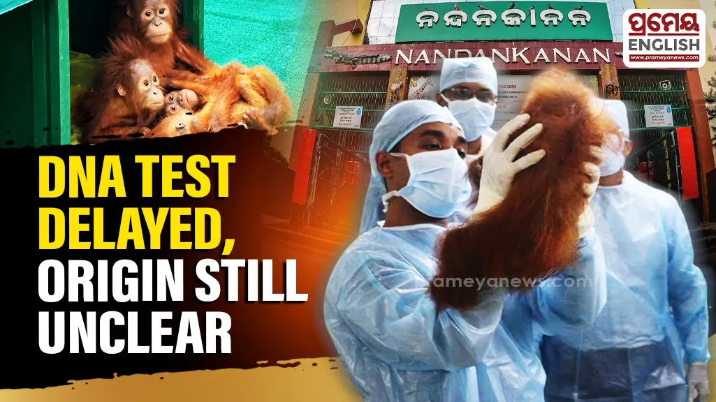 Nandankanan Orangutans: DNA Test Delayed Over Lack of Indonesian Blood Samples