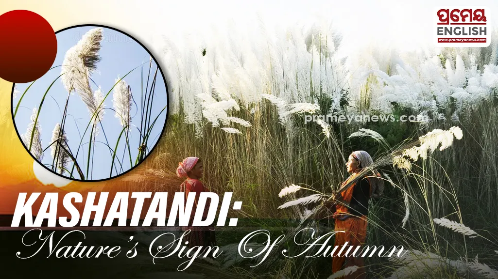 Kashatandi: The white blooms that herald autumn & sustain rural livelihoods

