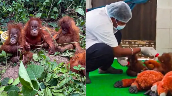 Rescued Orangutans adapting well to Odisha climate, health improving: Forest Minister