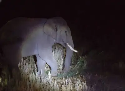 Odisha: Bonai forest division holds meeting on human-elephant conflict