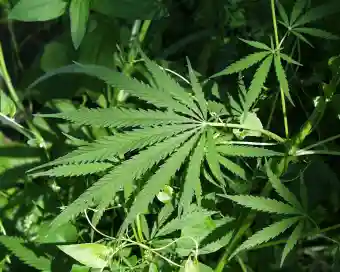Hashish oil trade expands in Malkangiri-Koraput, inter-state network under scanner