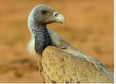 Vultures Play Vital Ecological Role as ‘Nature’s Own Cleaning System’: Union Minister Bhupender Yadav