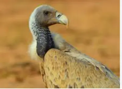 Vultures Play Vital Ecological Role as ‘Nature’s Own Cleaning System’: Union Minister Bhupender Yadav