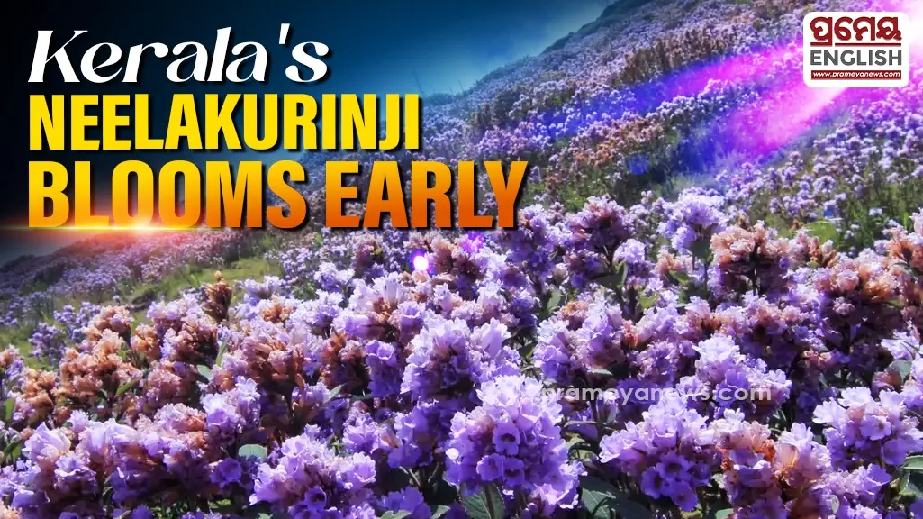 Purple Neelakurinji Flowers Blanket Munnar Hillsides Well Ahead Of 2030 Schedule