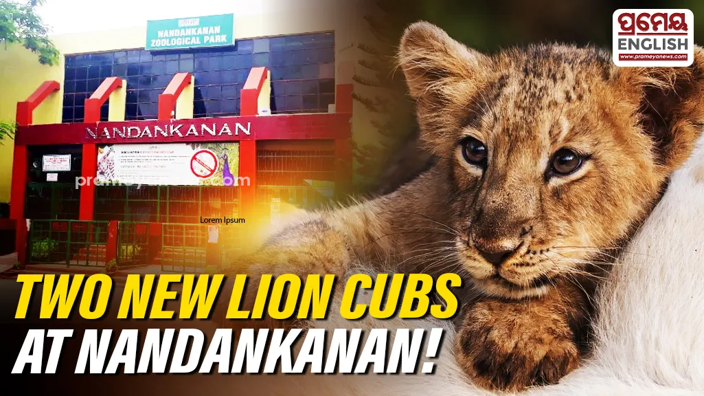 Nandankanan welcomes two Asiatic lion cubs, lion count rises to 24