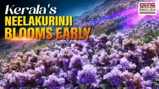 Purple Neelakurinji Flowers Blanket Munnar Hillsides Well Ahead Of 2030 Schedule