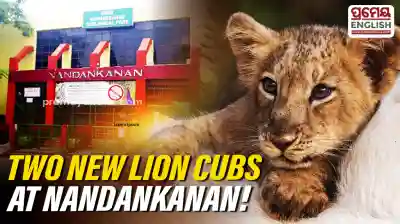Nandankanan welcomes two Asiatic lion cubs, lion count rises to 24