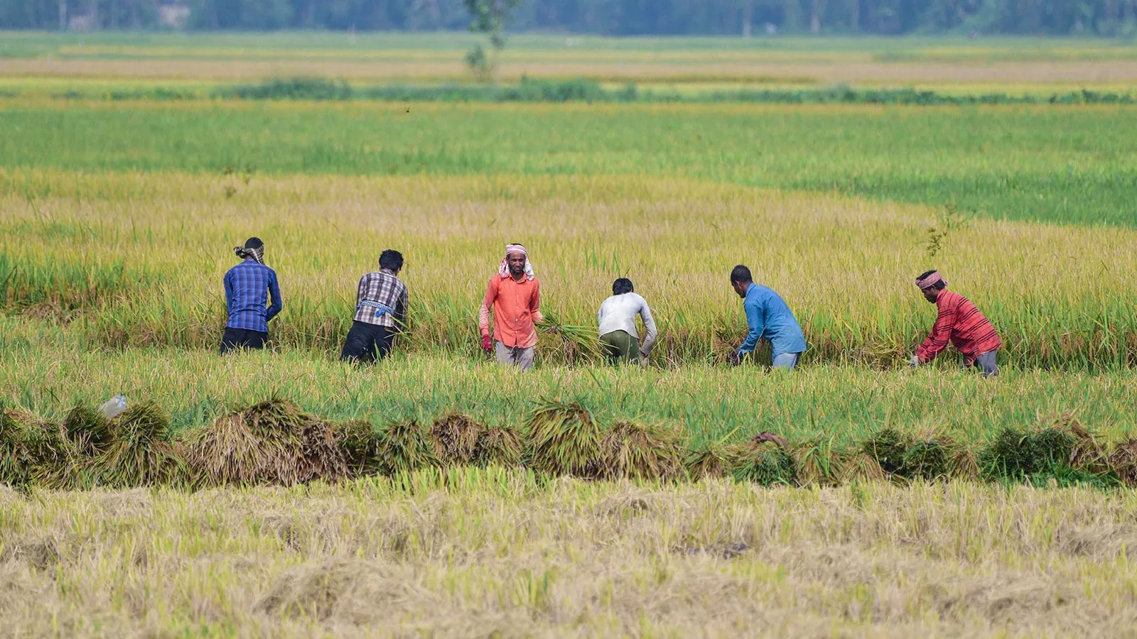 Kharif sowing area down 17.69 lakh hectares from last year as rice coverage falls: MoAFW