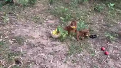 Five rare Orangutans spotted in Balasore forest, probe underway