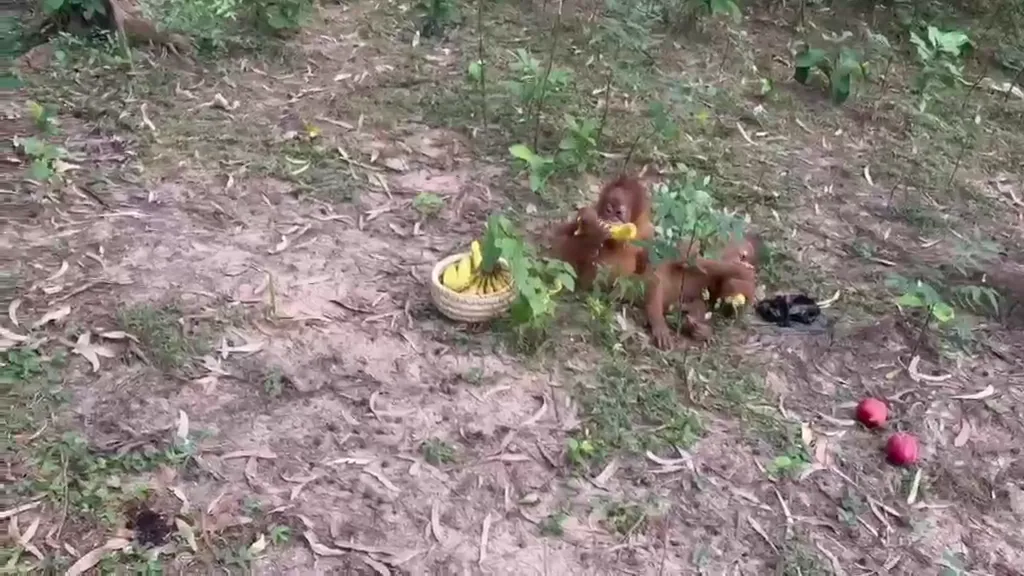 Five rare Orangutans spotted in Balasore forest, probe underway