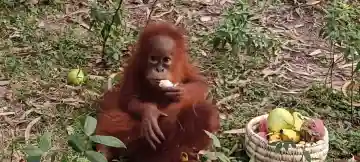 “International link suspected”: Minister on five Orangutans found in Odisha