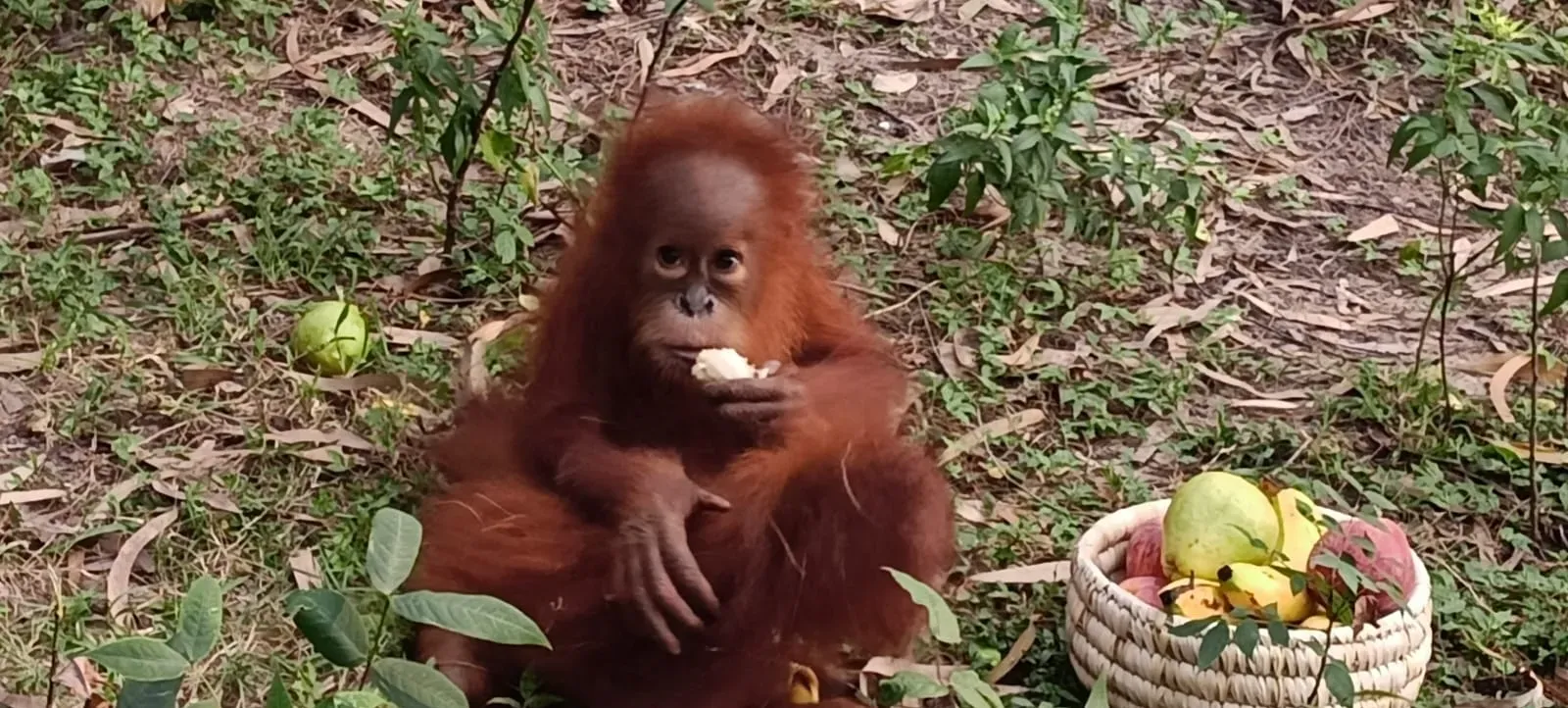 “International link suspected”: Minister on five Orangutans found in Odisha