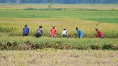 Kharif sowing area down 17.69 lakh hectares from last year as rice coverage falls: MoAFW