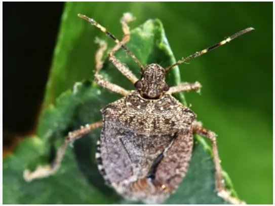 Odisha Govt Remains Vigilant on Scrub Typhus Situation, Says Health Minister Mahaling