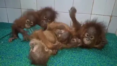 Odisha seeks permission to keep five rescued Orangutan cubs at Nandankanan