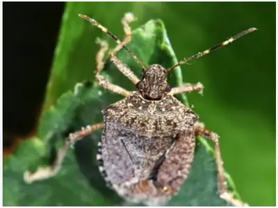 Odisha Govt Remains Vigilant on Scrub Typhus Situation, Says Health Minister Mahaling