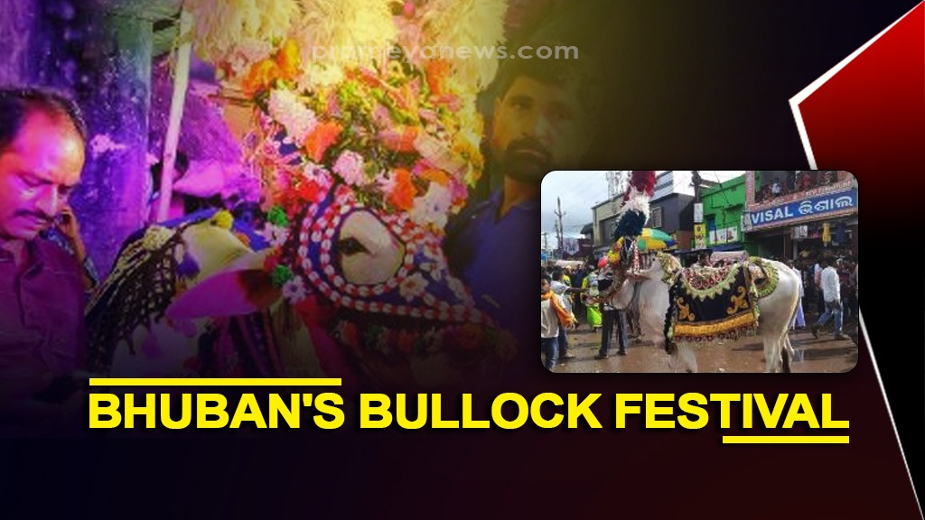 Famous Bullock Yatra of Bhuban concludes today