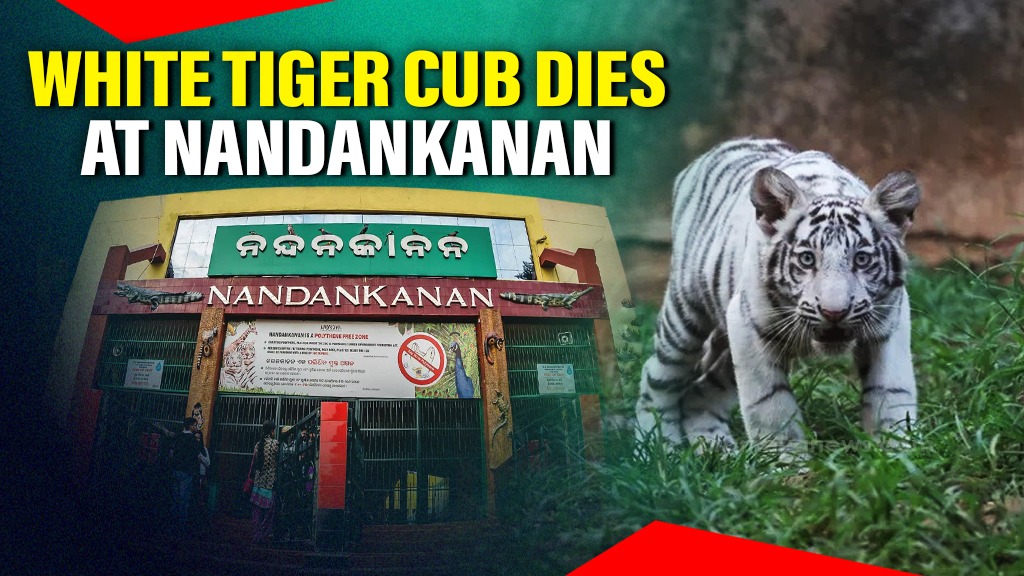 White Tiger Cub Dies at Nandankanan Zoo: Health Mystery Deepens