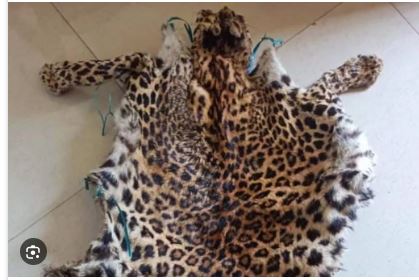 Wildlife criminal sentenced to 3-year jail term in Odisha’s Boudh
