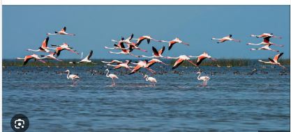 Migratory birds arrive in Odisha’s Chilika before winter