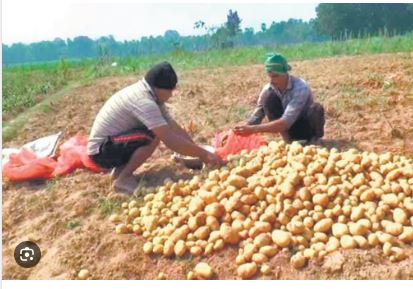 Odisha farmers to get potato seeds by November: Agriculture minister